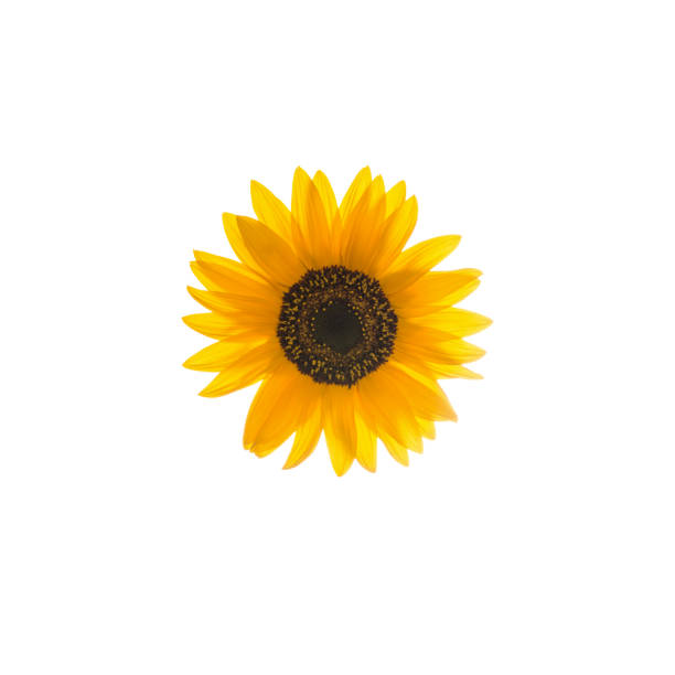 Closeup of a Sunflower