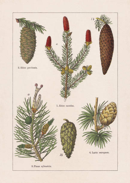 coniferes, chromolitograf, opublikowany w 1895 - spruce tree obrazy stock illustrations