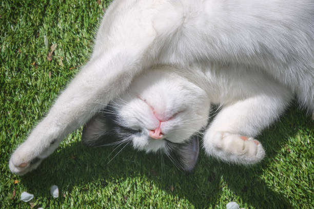 istock A black and white cat being playful rolling on grass 1268664432