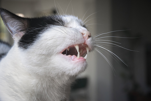 Closeup of a black and white cat grimacing