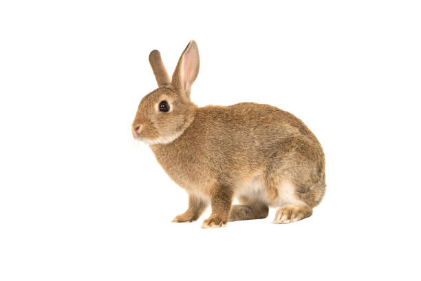 istock Pretty brown rabbit seen from the side isolated on a white background 1268664835