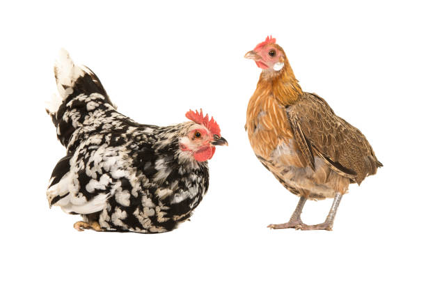 istock Two chicken standing and sitting isolated on a white background 1268664853