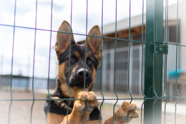 German shepherd in a cage close-up. Service dog in the enclosure. Portrait of a shepherd puppy.