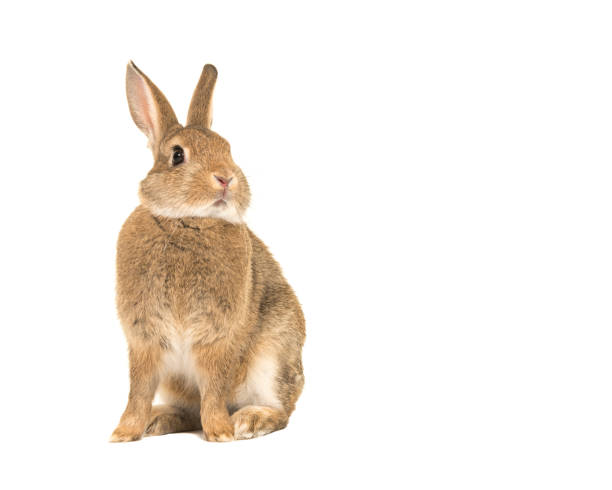 istock Cute brown rabbit sitting up isolated on a white background 1268665072