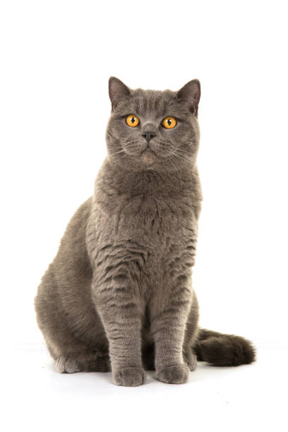 istock Pretty grey british shorthair cat sitting isolated on a white background 1268665090