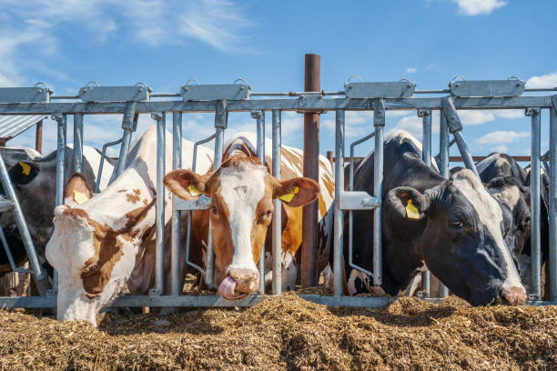 istock Cows on dairy farm. Breeding and feeding for milking cattle 1268665904