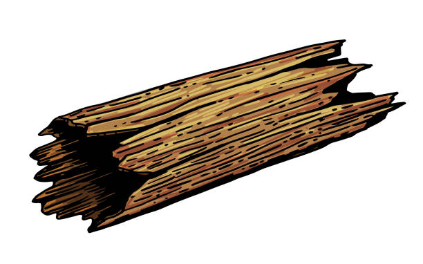 Vector image of a fallen old tree trunk. An old ramshackle tree trunk. A dead tree trunk cut down. A vector file can be scaled to any size. Used in design as background. For textiles, posters, cards. As a separate element in interior design. driftwood stock illustrations