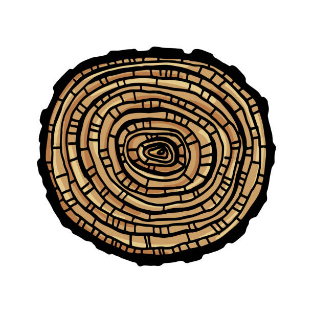 ilustrações de stock, clip art, desenhos animados e ícones de vector round section of a tree. - bark tree cross section wood