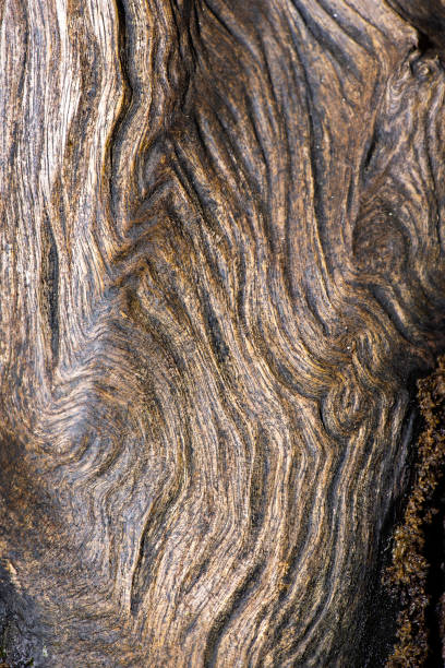 istock Macro photo of rotted wood 1268666028