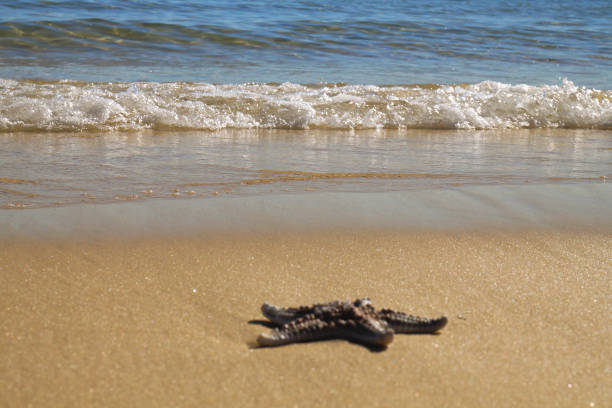 A starfish in the oceanic water.