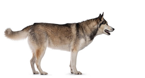 istock Beautiful Husky dog on white background 1268666337
