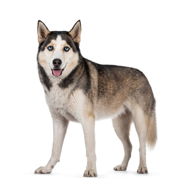 istock Beautiful Husky dog on white background 1268666380