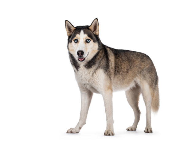 istock Beautiful Husky dog on white background 1268666389