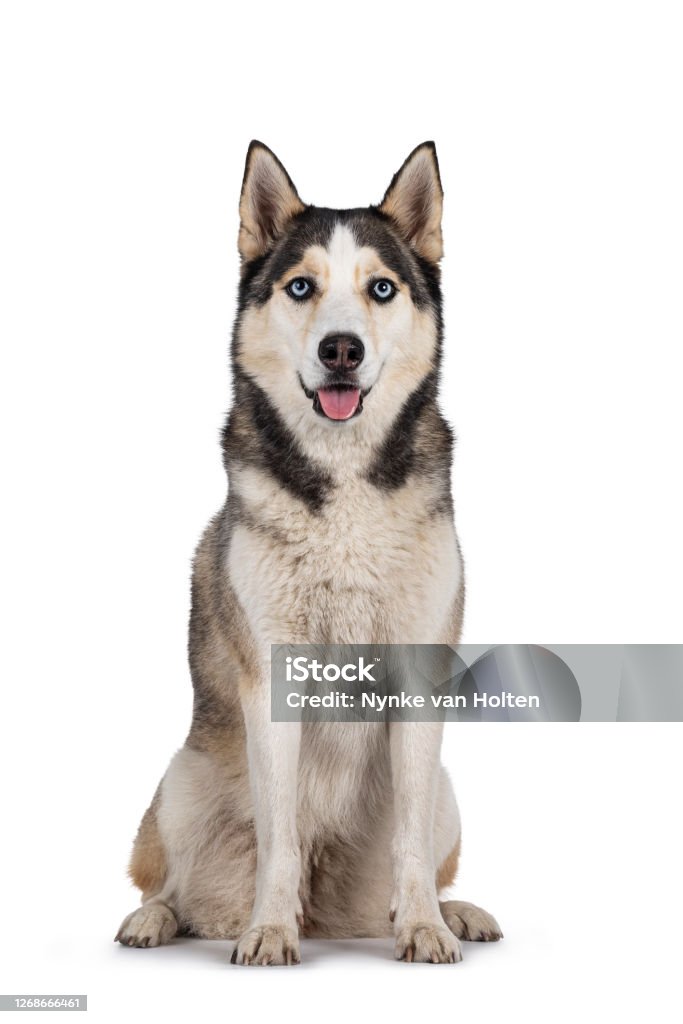 Beautiful Husky dog on white background Pretty young adult Husky dog, sitting up facing front. Looking towards camera with light blue eyes. Isolated on a white background. Husky Dog Stock Photo