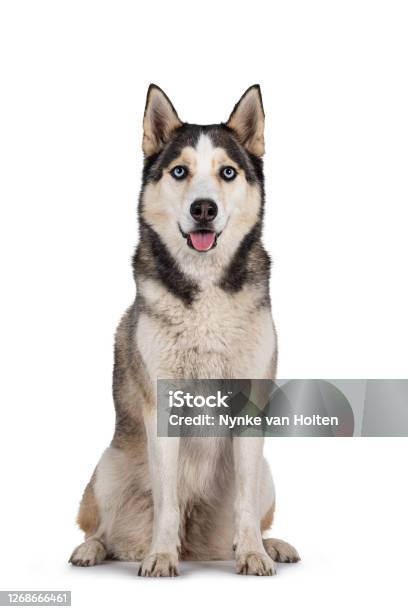 Beautiful Husky Dog On White Background Stock Photo - Download Image Now - Husky Dog, Sled Dog, White Background