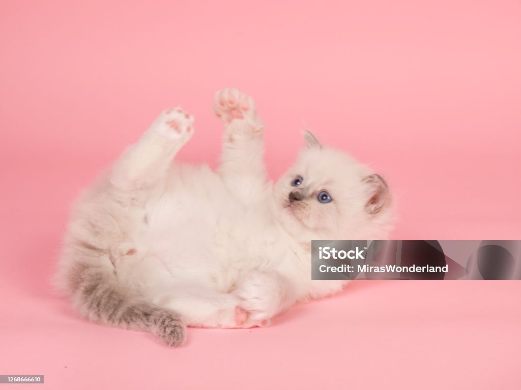 Cute Rag Doll Baby Cat Playing On A Pink Background Stock Photo - Download  Image Now - iStock