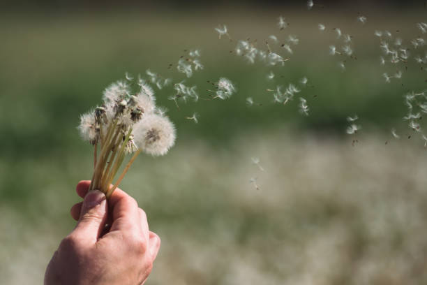 istock Hold white fluffy dandelions in hand. Dandelion seeds fly in the wind. 1268666682