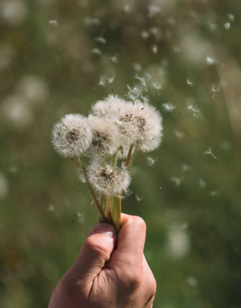 istock Hold white fluffy dandelions in hand. Dandelion seeds fly in the wind. 1268666684