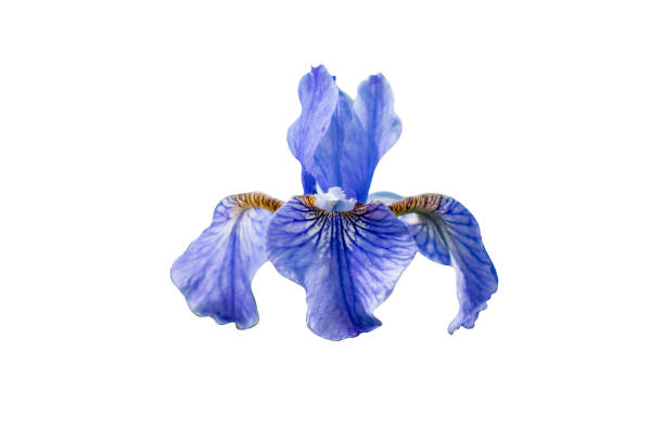 istock Blue iris flower close-up on an isolated white background. Side view. Sibiricae 1268667836