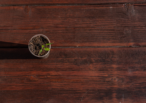 One young plant with green leaves in a Cup with earth stands on a wooden table. Farming. Growing a vegetable plant.