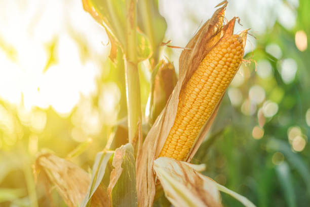 istock Ear of corn in the field 1268667991