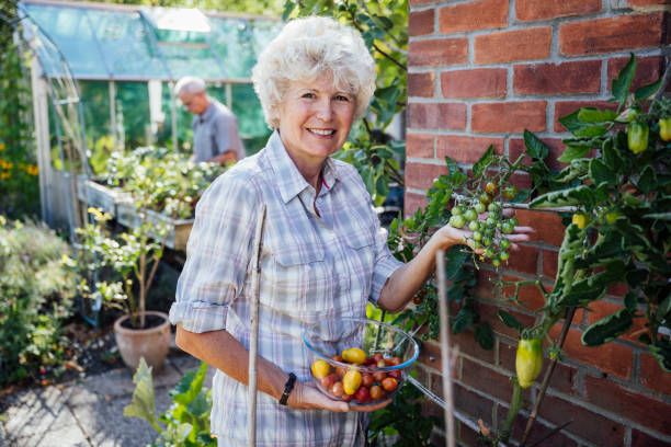 裏庭の庭でトマトを収穫する60代前半の女性 - two pears ストックフォトと画像