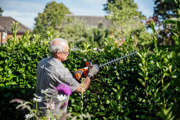 Photo of Senior man using cordless trimmer to cut garden hedge