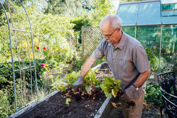 istock Senior man harvesting beets from garden planter box 1268668296