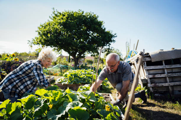 istock British couple caring for squash plants in allotment garden 1268668305