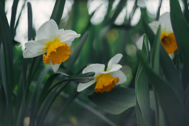 istock A beautiful light daffodil with a yellow center. Spring bloom. 1268668397