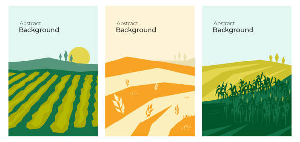 Set of abstract vector backgrounds with agricultural fields Vector illustrations with farm land, agricultural fields, hills and landscape. Summer and autumn nature. Banners with agriculture or farming. Set of abstract backgrounds. Flyer, poster, brochure cover rural scene illustrations stock illustrations