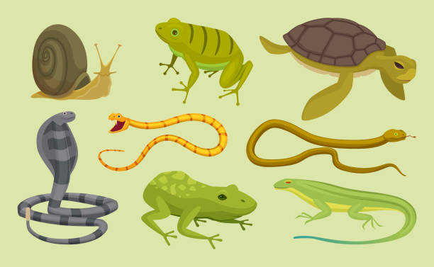 istock Reptiles set. Lizard snake turtles snail cartoon vector wild animals 1268669734