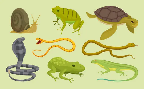 Vector illustration of Reptiles set. Lizard snake turtles snail cartoon vector wild animals