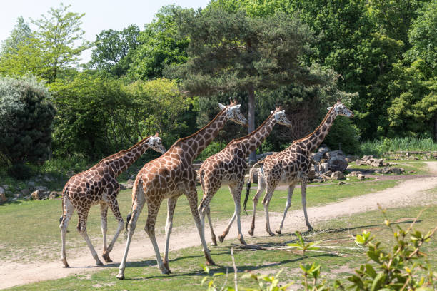 istock small herd of giraffes 1268670051