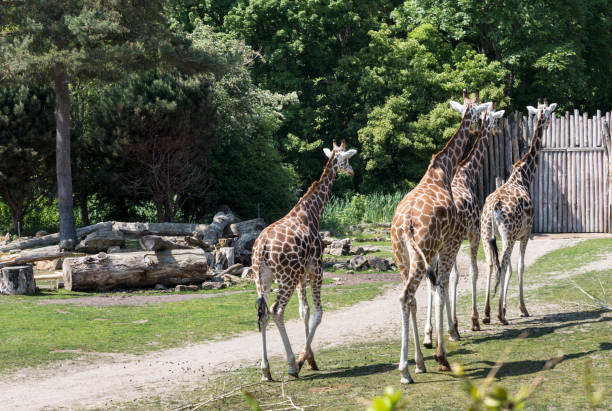 istock herd of giraffes following each other along 1268670088
