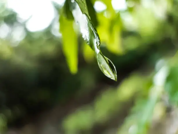 Photo of Drops of water are falling under the leaves of the green tree and the light is being reflected.