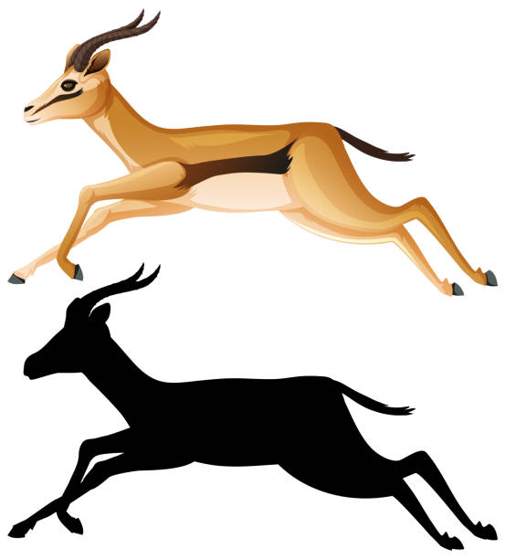 ilustrações de stock, clip art, desenhos animados e ícones de gazelle cartoon character set - gazelle