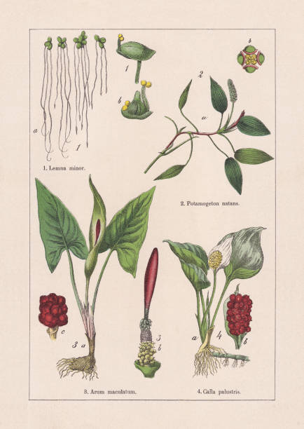 ilustrações de stock, clip art, desenhos animados e ícones de monocotyledons, alismatales, chromolithograph, published in 1895 - duckweed