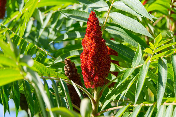 Red blossom of Blooming sumac vinegar tree, Rhus typhina, close-up in sunny summer day. Red blossom of Blooming sumac vinegar tree, Rhus typhina, close-up in sunny summer day sumac stock pictures, royalty-free photos & images