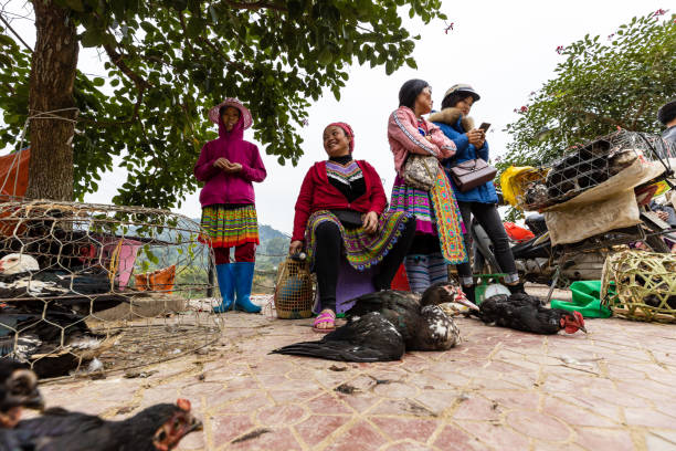 the local market of bac ha in vietnam	
the local market of bac ha in vietnam	
the local market of bac ha in vietnam - livestock market imagens e fotografias de stock