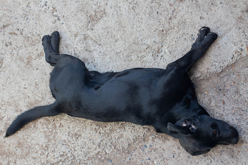 Black Labrador lying on the concrete floor, top view