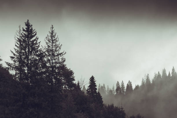 istock Fog in the mountain forests 1268681487
