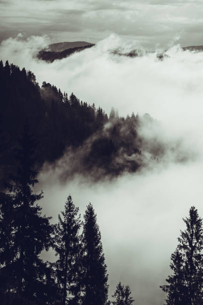 istock Fog in the mountain forests 1268681490