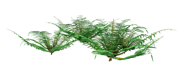 3D rendering of Neoblechnum fern plants isolated on white background