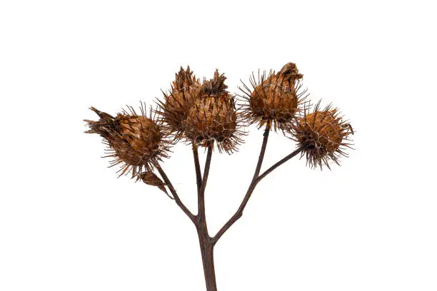 closeup on dry burdock seed head or burr isolated on white background