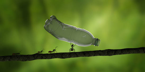 개미는 자연 3d 렌더링에서 멀리 플라스틱 병을 던지고 - teamwork ant cooperation challenge 뉴스 사진 이미지