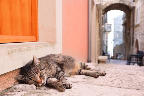 istock City cat in Korcula, Croatia 1268686373