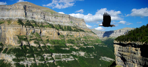 eagle flying above a canyon stock photo