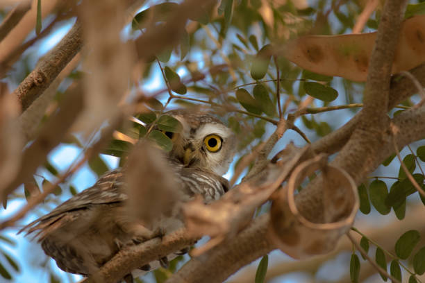 istock owls species in Pakistan 1268688068