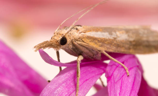 istock Macro shot of a moth with a proboscis. 1268688562